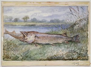 Een Verbazingwekkend Incident met een Jack Pike van 6lbs die probeert een Barbel van 1 34lbs door te slikken gevonden op Monkey Island, 1895